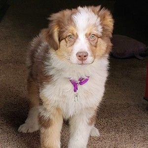 Meet your Posher, Posh